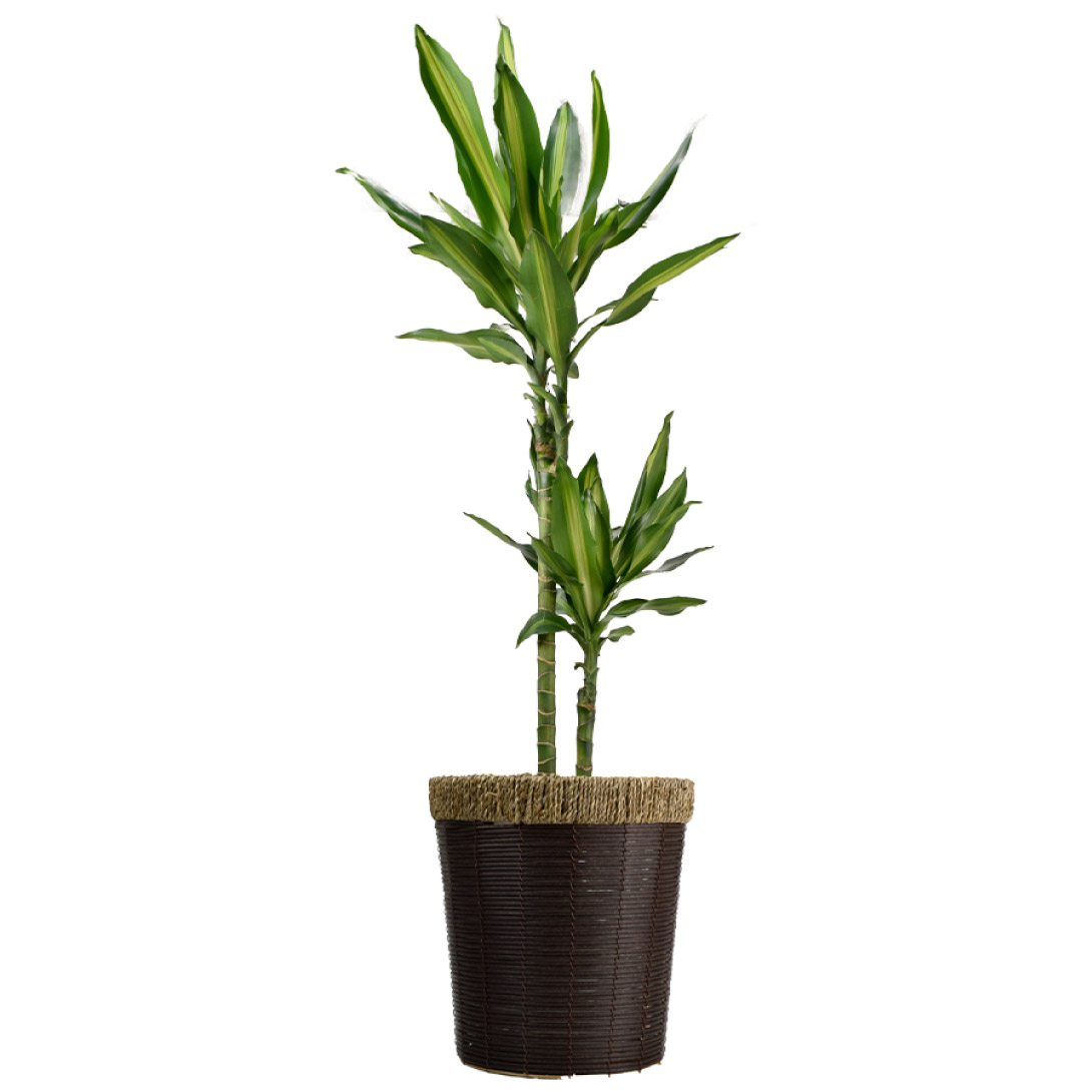 観葉植物 ドラセナ ジュレ 7号鉢