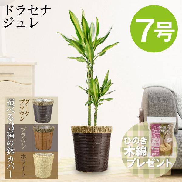 観葉植物 ドラセナ ジュレ 7号鉢