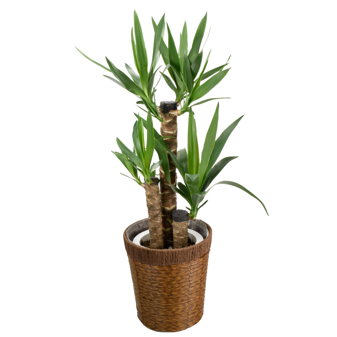 観葉植物 ドラセナ ユッカ 7号鉢