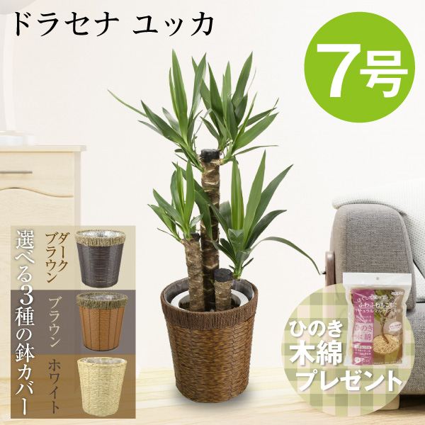 観葉植物 ドラセナ ユッカ 7号鉢