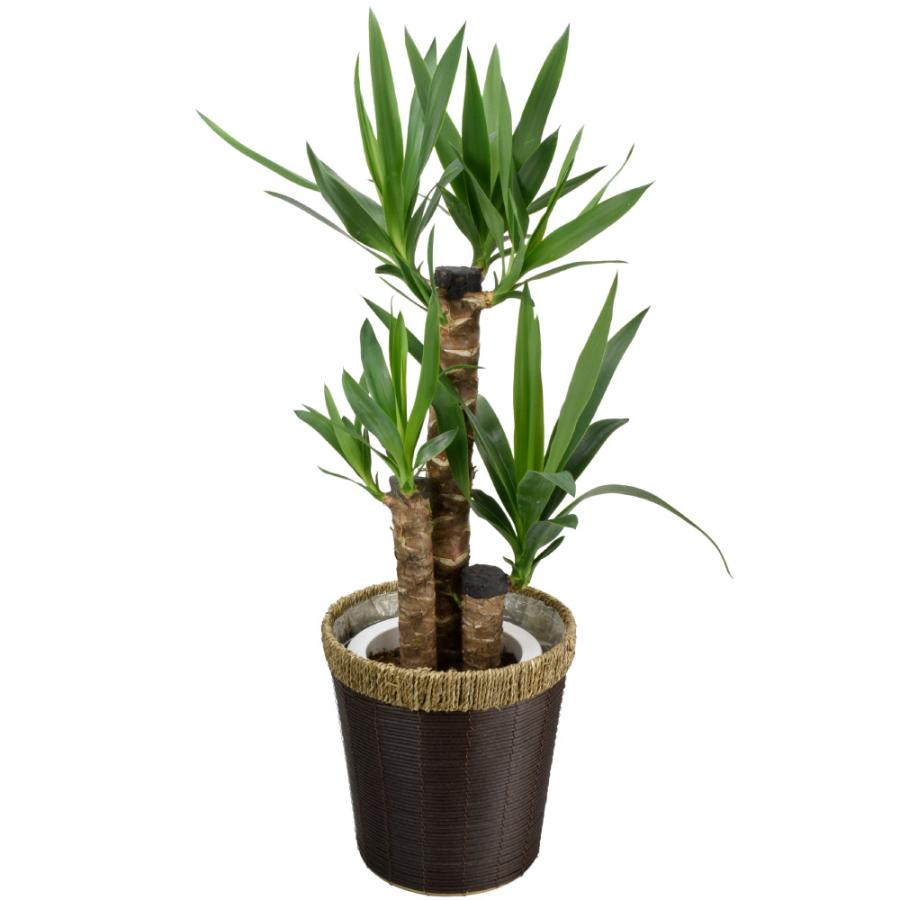 国華園オンラインショップ / 観葉植物 ドラセナ ユッカ 7号鉢