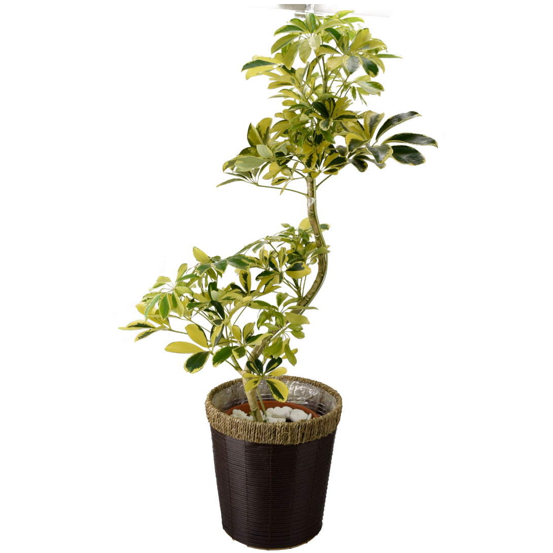 観葉植物 シェフレラ ハッピーイエロー 曲げ 7号鉢