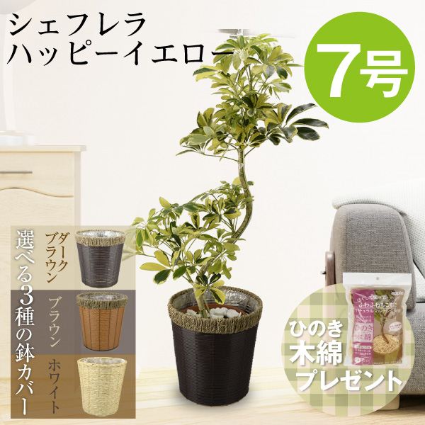 観葉植物 シェフレラ ハッピーイエロー 曲げ 7号鉢
