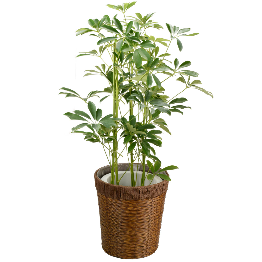 観葉植物 シェフレラ ホンコン 7号鉢