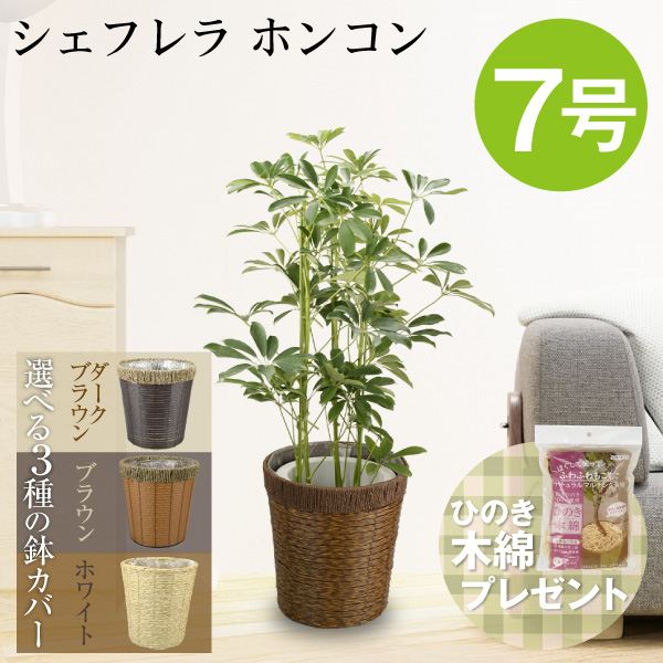 観葉植物 シェフレラ ホンコン 7号鉢
