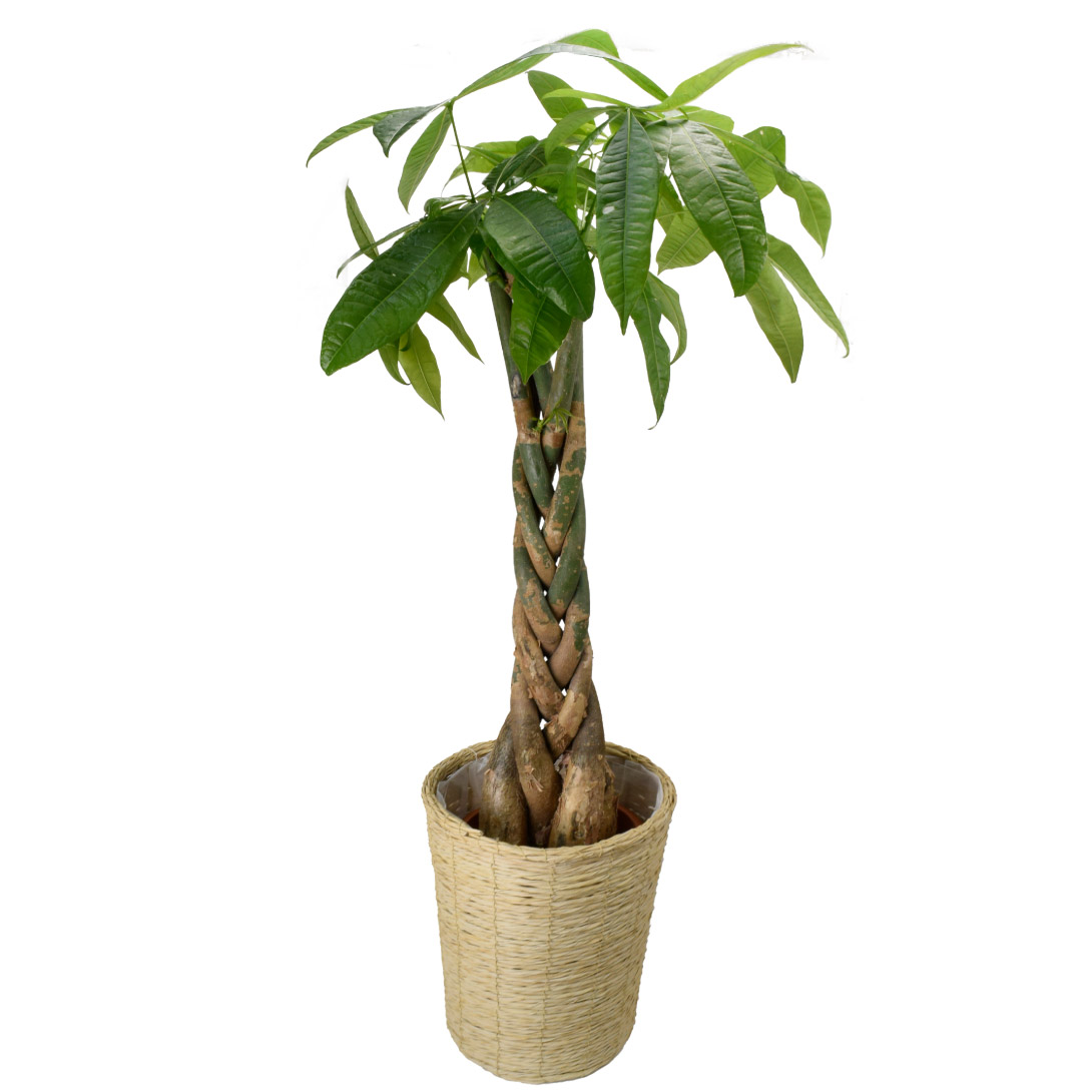 観葉植物 パキラ 7号鉢