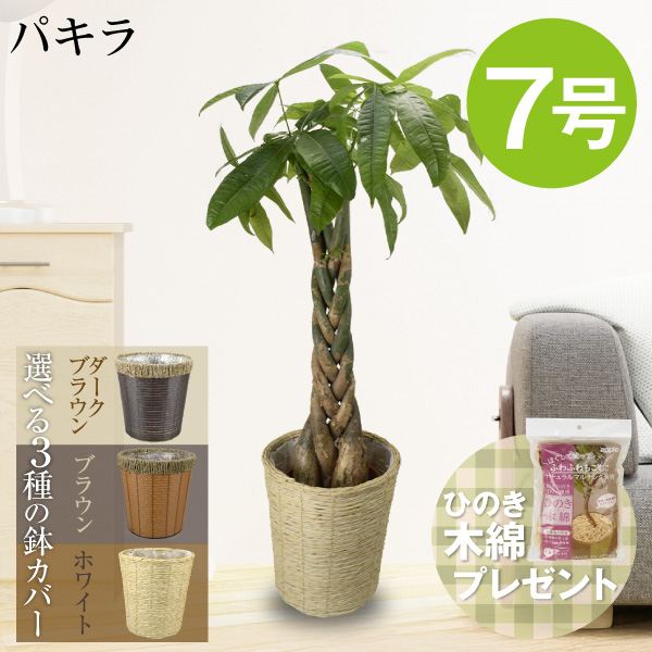 観葉植物 パキラ 7号鉢