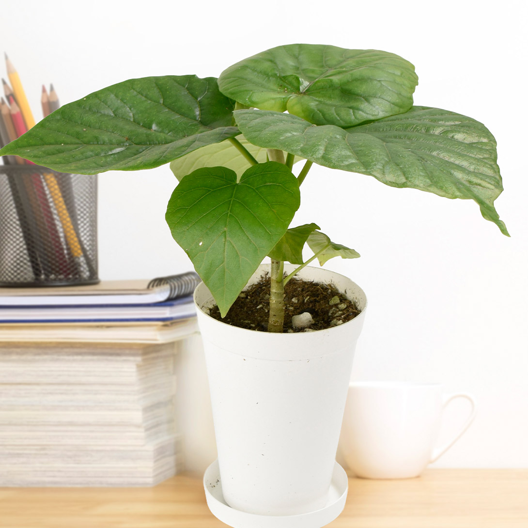 観葉植物 テーブル観葉 フィカス ウンベラータ 3号鉢 1鉢