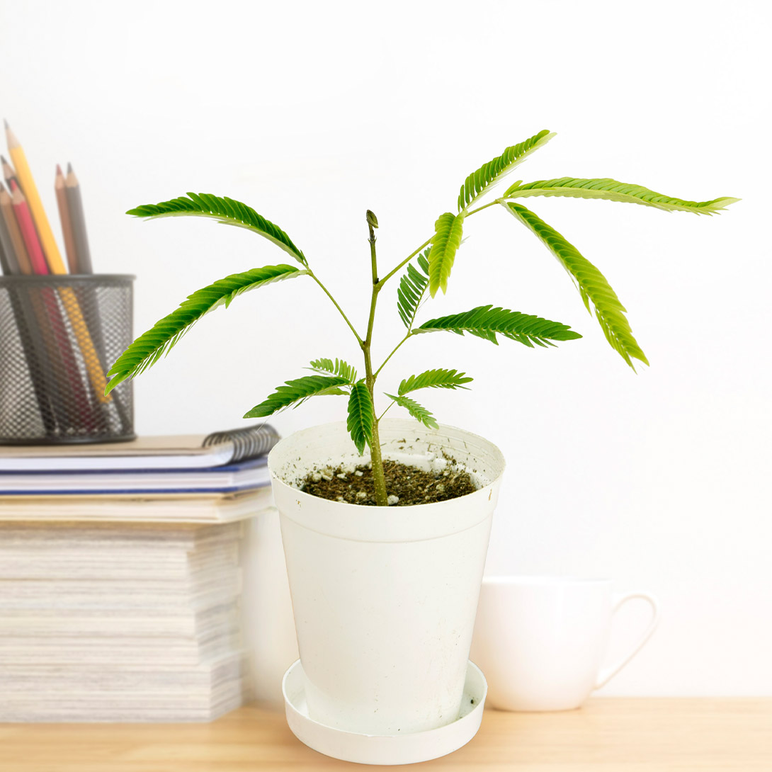 観葉植物 テーブル観葉 エバーフレッシュ 3号鉢 1鉢