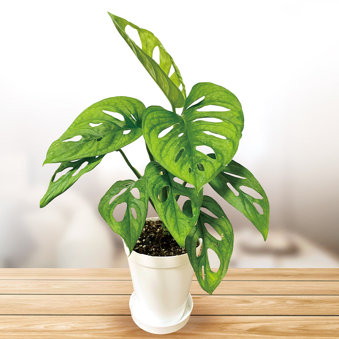 観葉植物 テーブル観葉 マドカズラ 3号鉢 1鉢