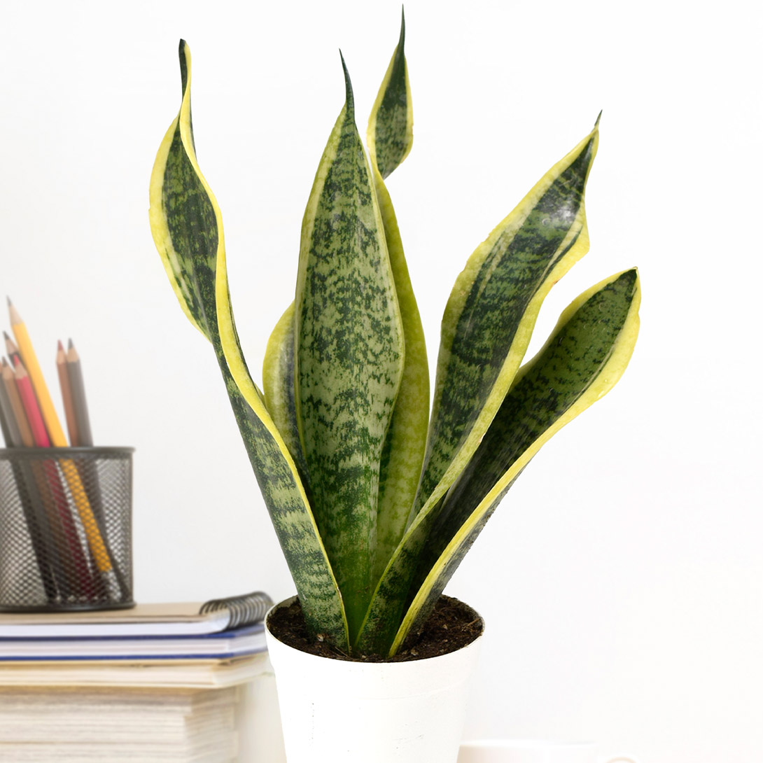観葉植物 テーブル観葉 サンスベリア スパーバ 3号鉢 1鉢
