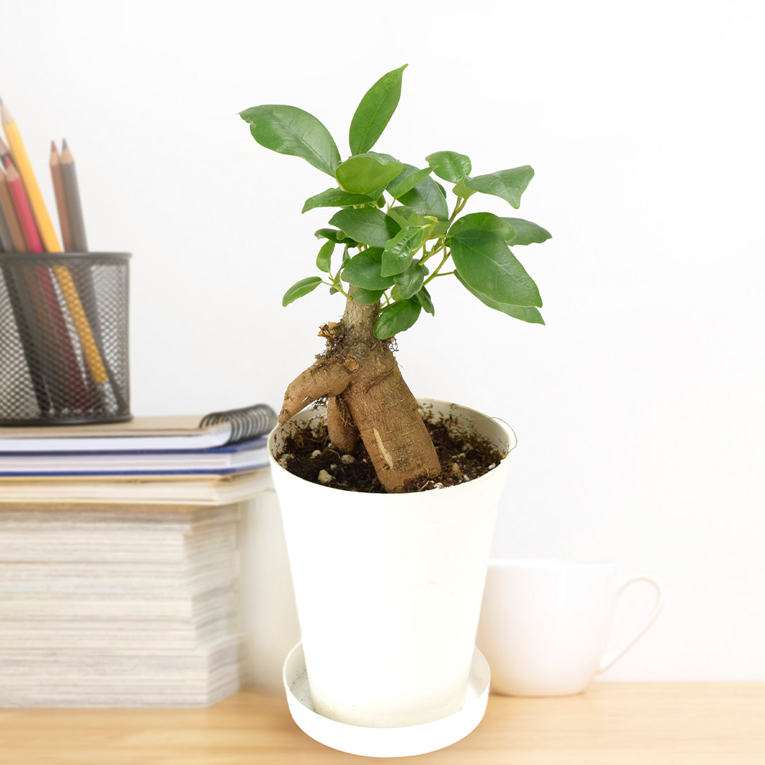 観葉植物 テーブル観葉 ガジュマル 3号鉢 1鉢
