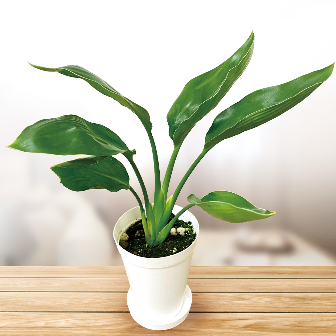 観葉植物 テーブル観葉 ストレリチア レギネ 3号鉢 1鉢