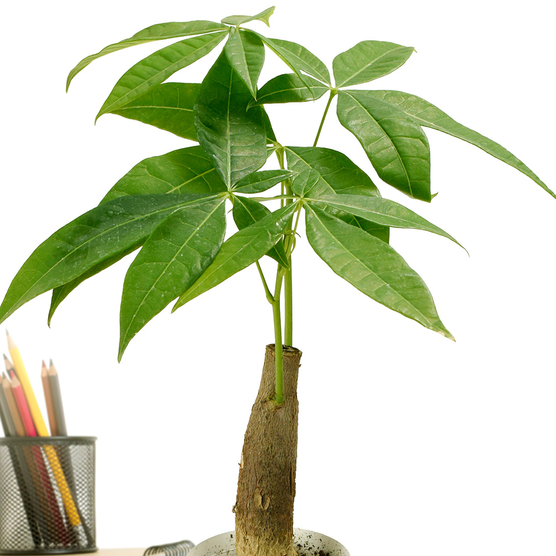 観葉植物 テーブル観葉 パキラ 3号鉢 1鉢