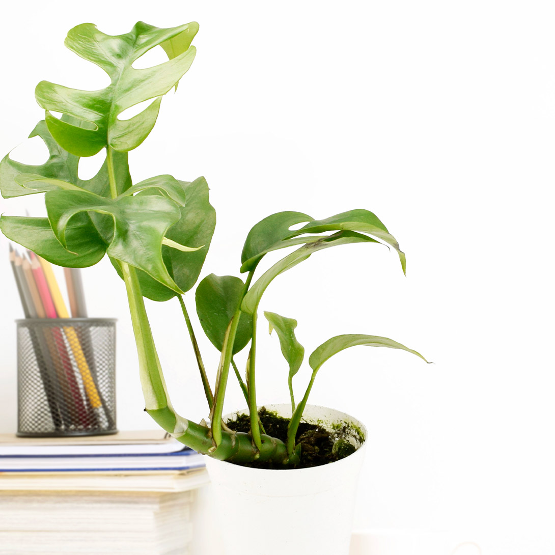 観葉植物 テーブル観葉 ヒメモンステラ 3号鉢 1鉢