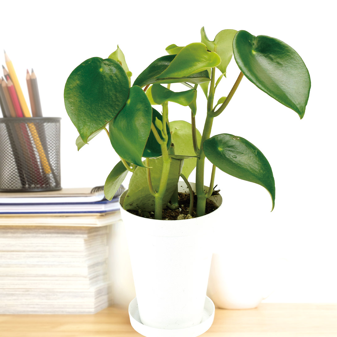 観葉植物 テーブル観葉 ペペロミア ジェイド 3号鉢 1鉢