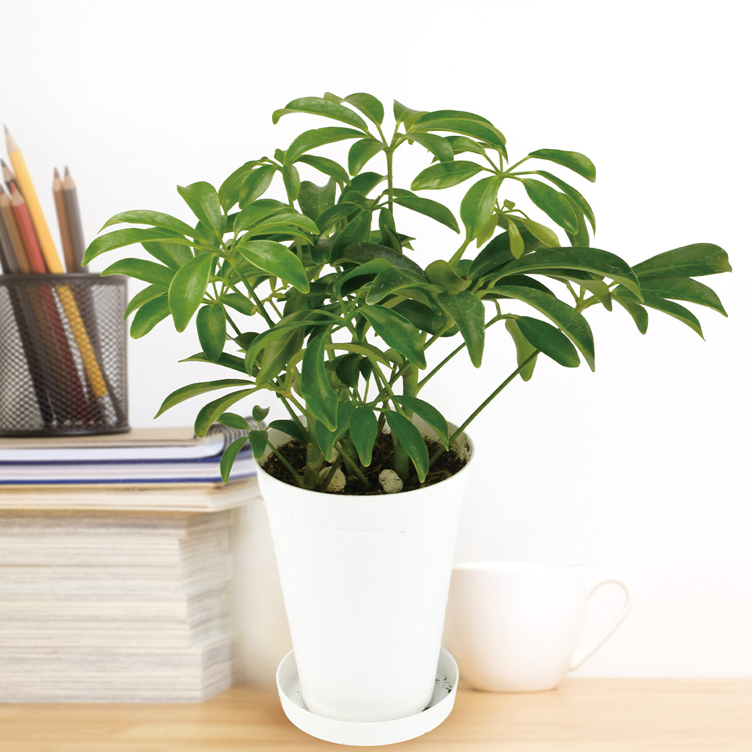 観葉植物 テーブル観葉 シェフレラホンコン コンパクタ 3号鉢 1鉢