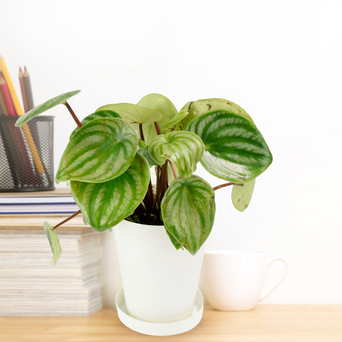 観葉植物 テーブル観葉 ペペロミア スイカペペ 3号鉢 1鉢
