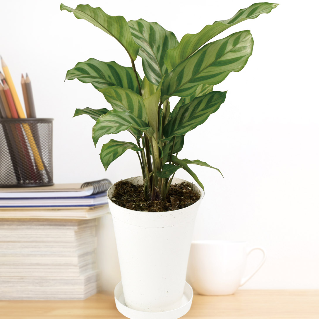 観葉植物 テーブル観葉 カラテア フレディー 3号鉢 1鉢