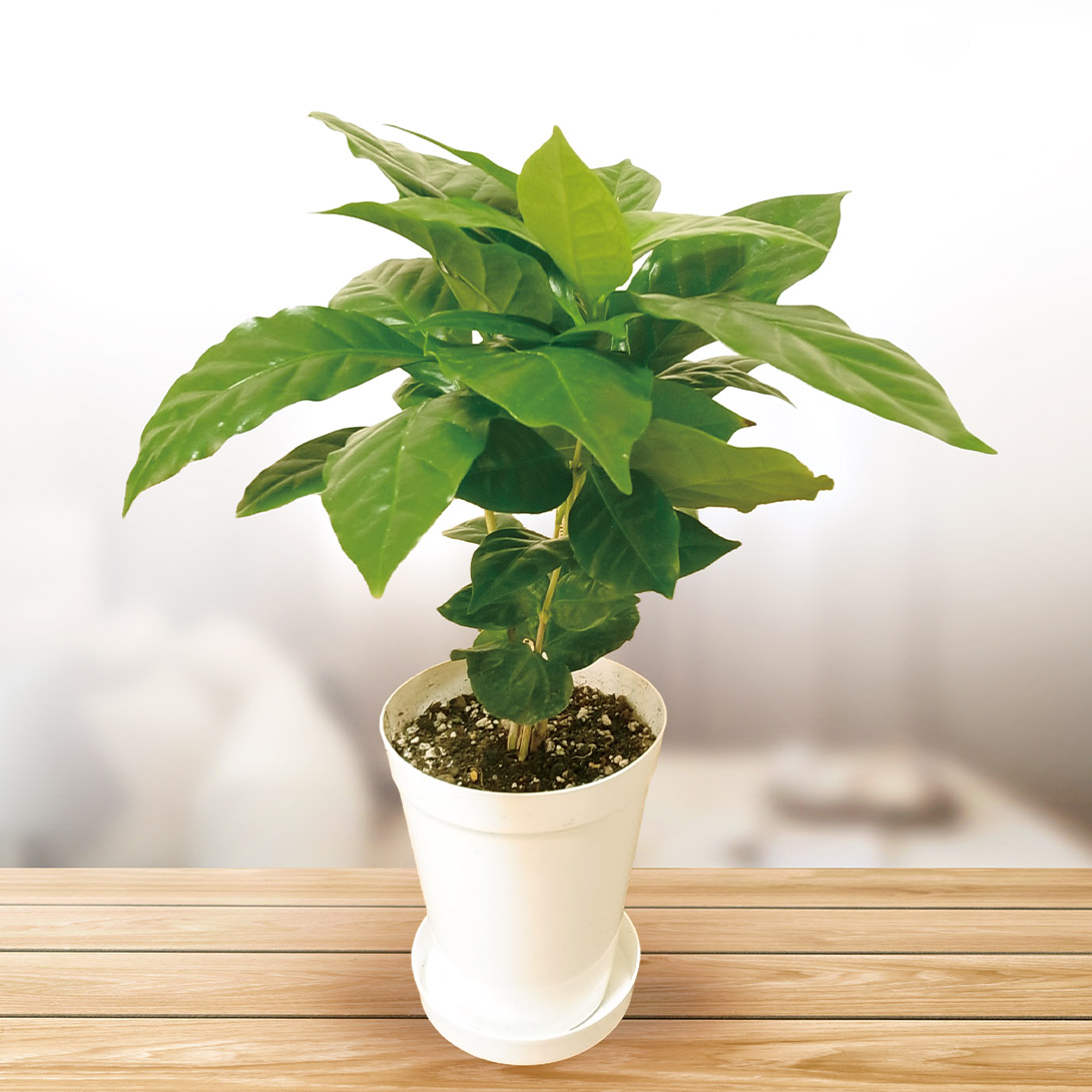 観葉植物 テーブル観葉 コーヒーの木 3号鉢 1鉢