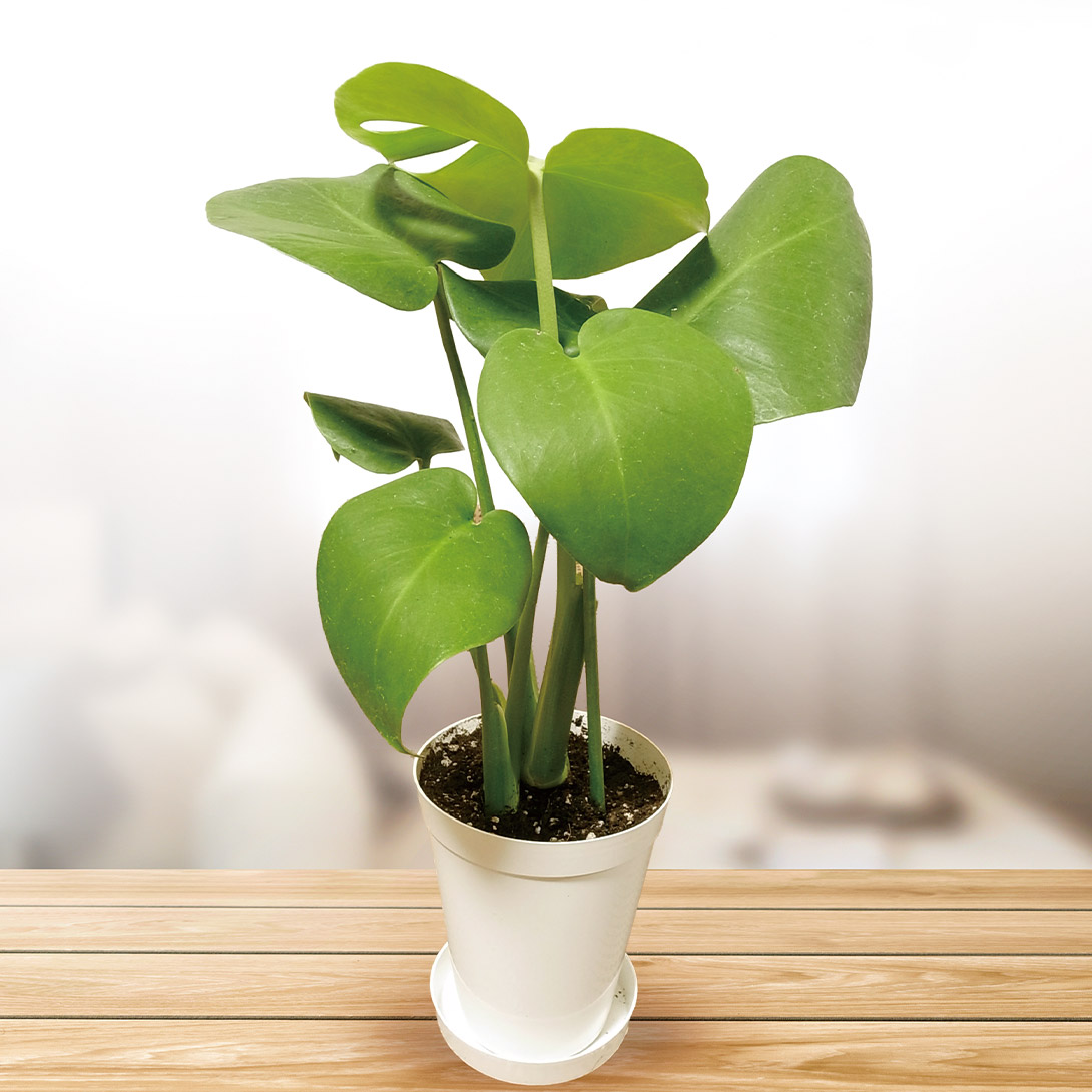 観葉植物 テーブル観葉 モンステラ 3号鉢 1鉢