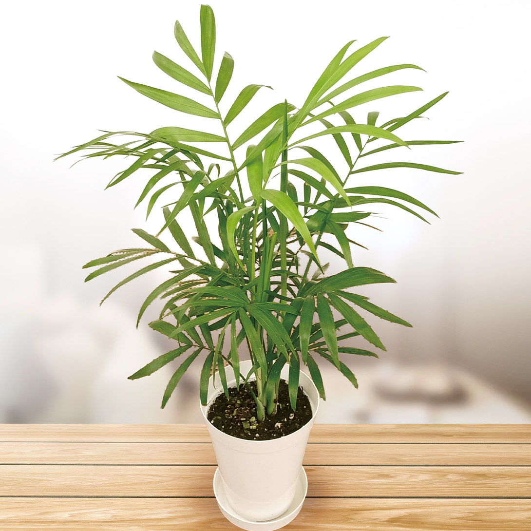 観葉植物 テーブル観葉 テーブルヤシ 3号鉢 1鉢