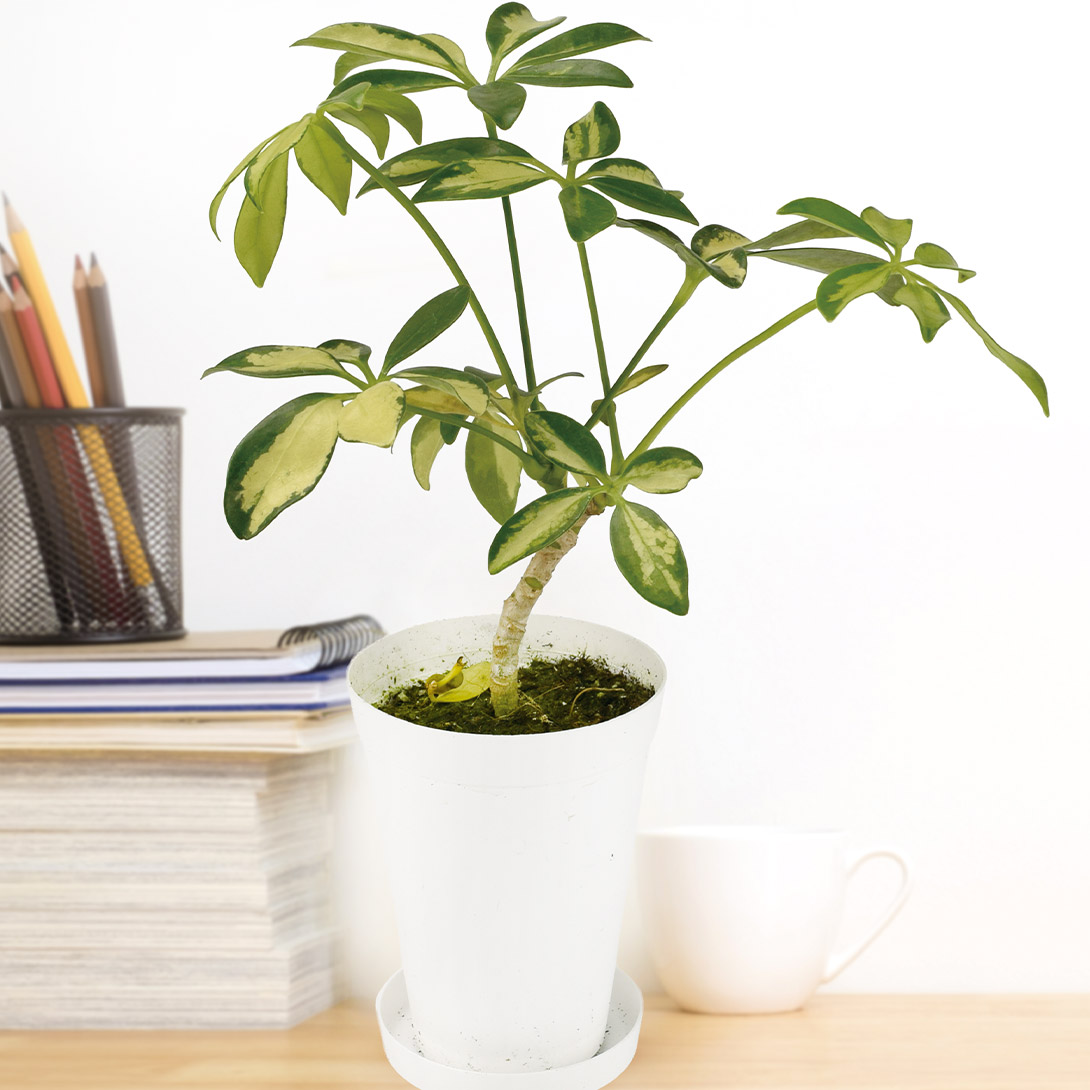 観葉植物 テーブル観葉 シェフレラ トリネッティー 3号鉢 1鉢