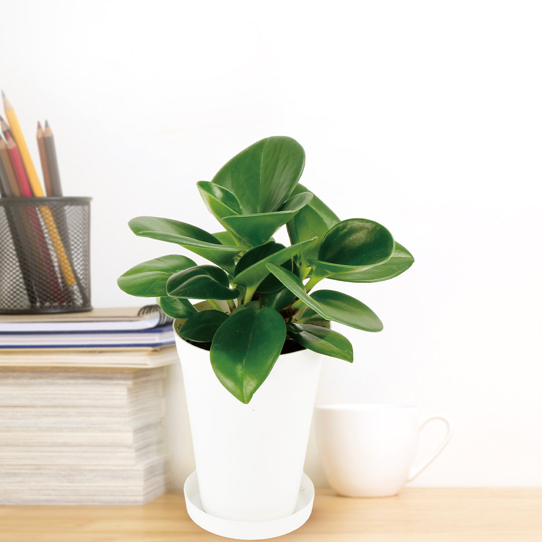 観葉植物 テーブル観葉 ペペロミア グリーン 3号鉢 1鉢