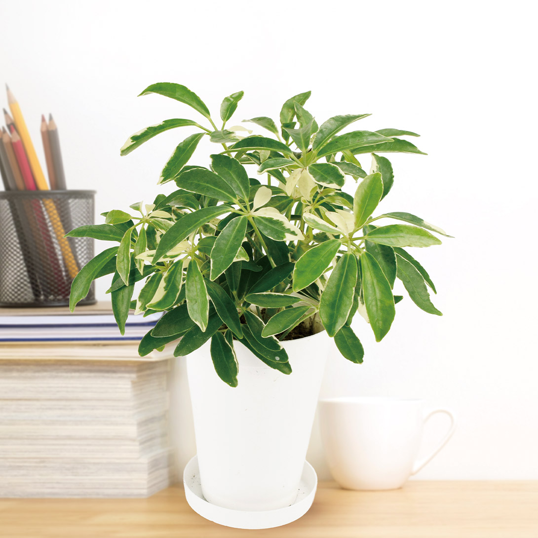 観葉植物 テーブル観葉 シェフレラ ムーンドロップ 3号鉢 1鉢