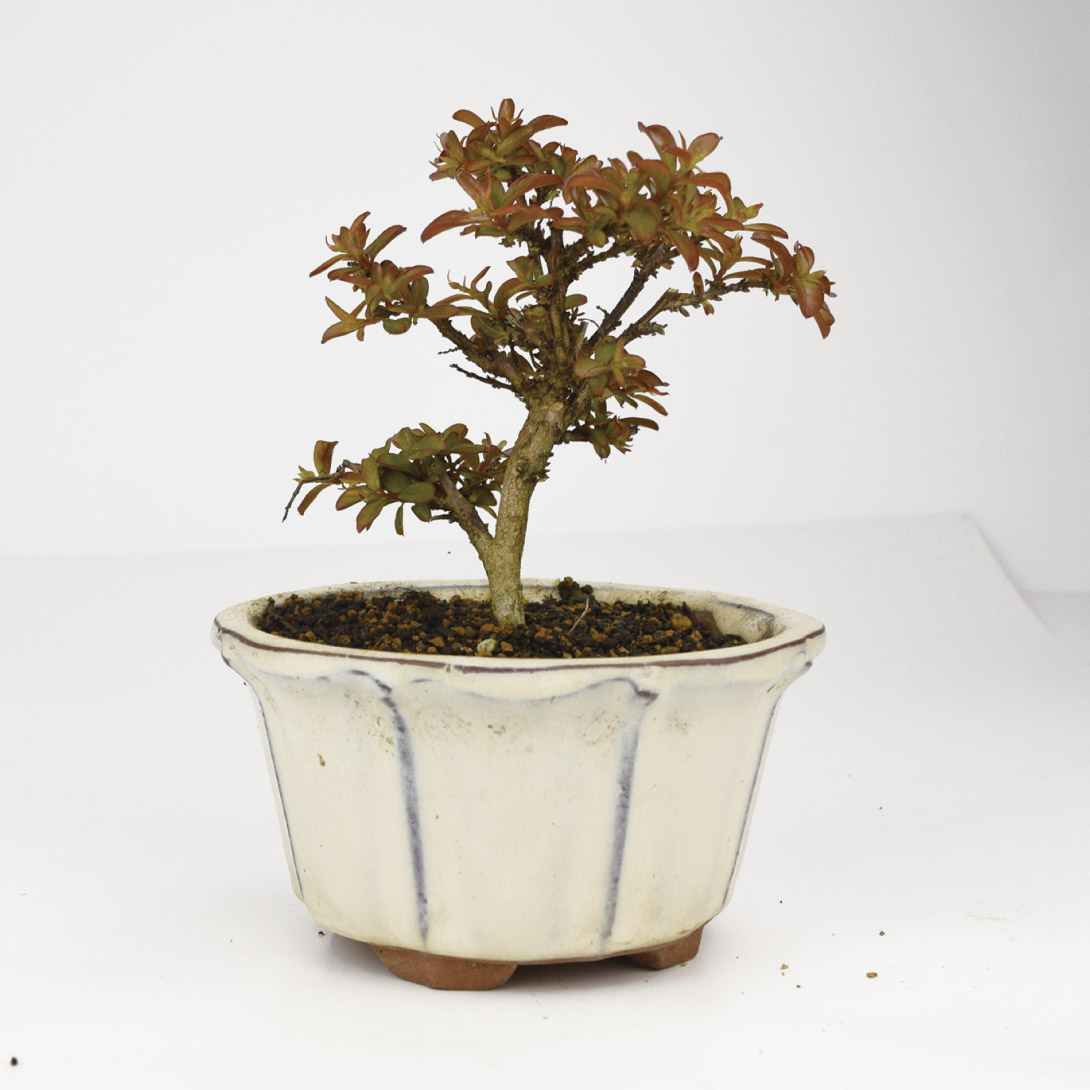 ミニ盆栽 姫百日紅 1鉢