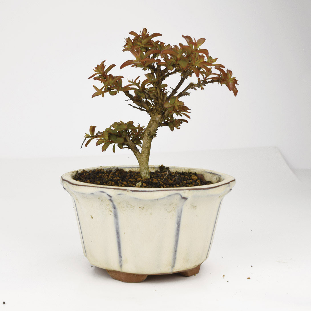 ミニ盆栽 姫百日紅 1鉢
