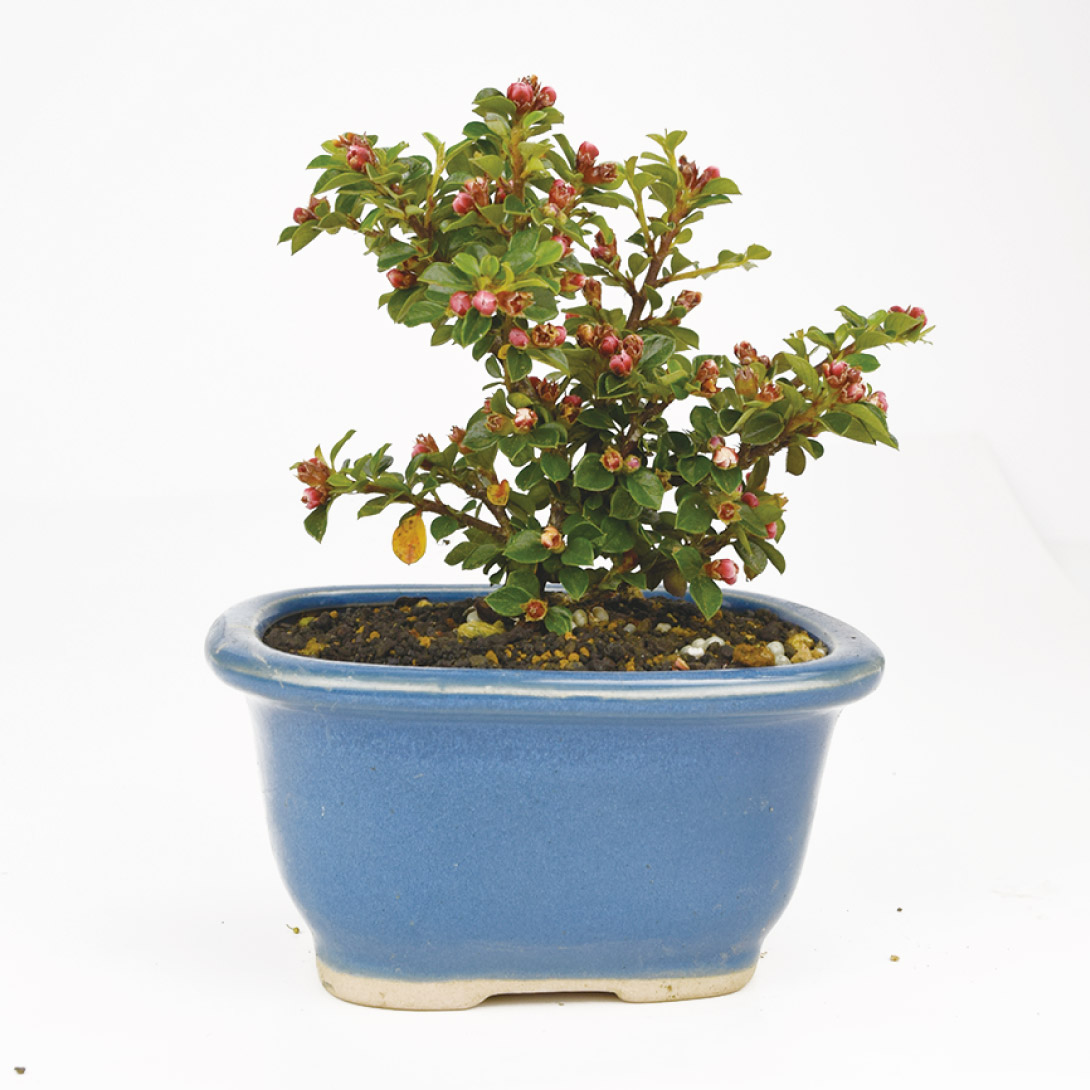 ミニ盆栽 紅紫檀 1鉢