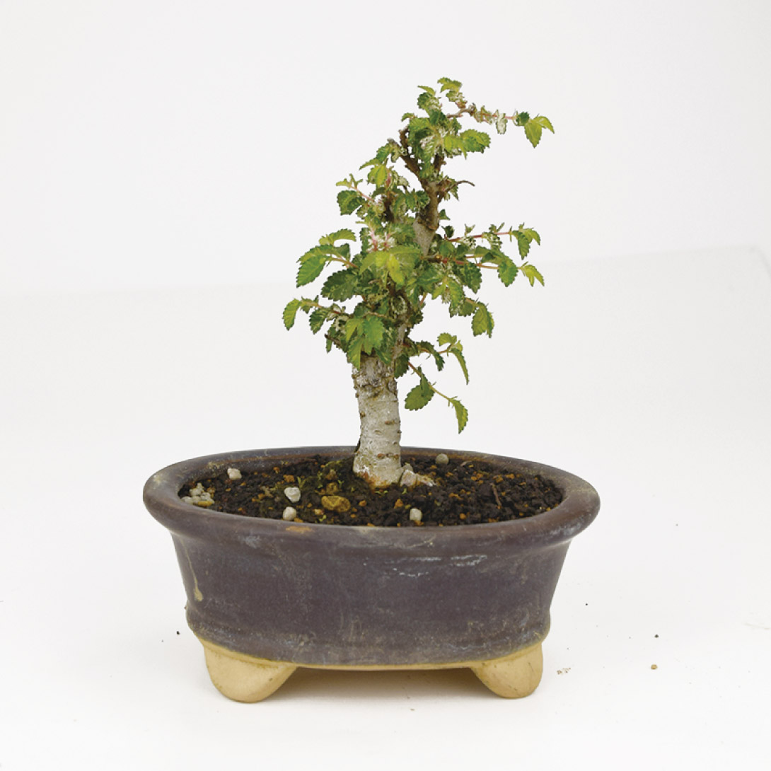 ミニ盆栽 斑入欅 1鉢