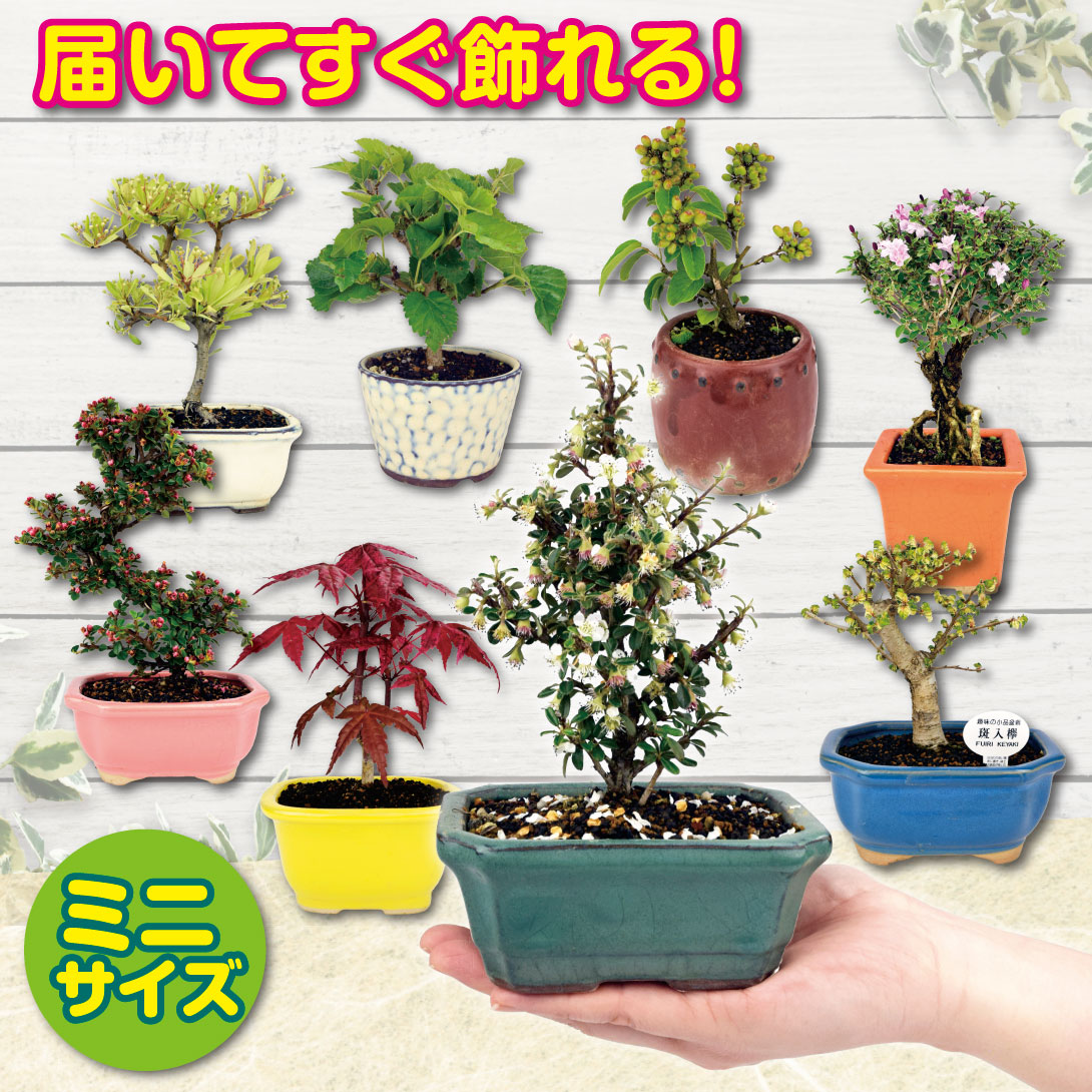 国華園オンラインショップ / ミニ盆栽 八つ房白鳥花 1鉢