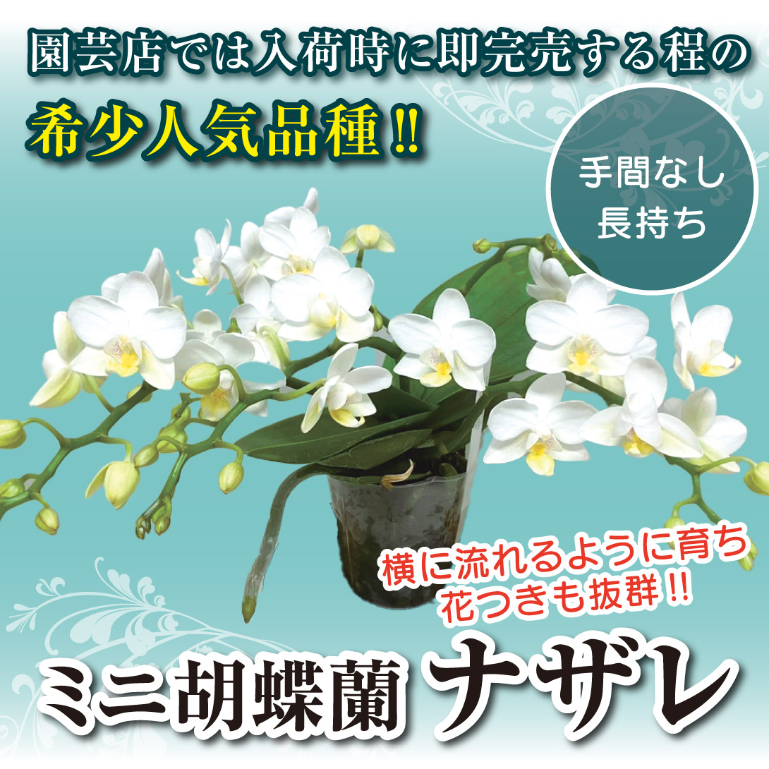 国華園オンラインショップ / ミニ胡蝶蘭 ナザレ 1株