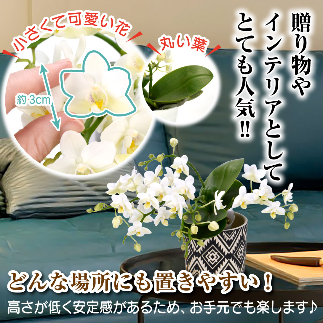 胡蝶蘭　コチョウラン　ナザレ　5ポット 国華園オンラインショップ / ミニ胡蝶蘭 ナザレ 1株