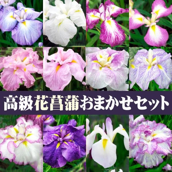 花苗 高級花菖蒲おまかせセット 3種3株
