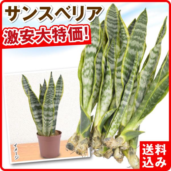 観葉植物 サンスベリア 送料無料