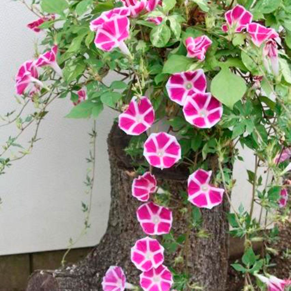花苗 しだれ朝顔 恋しぐれ ローズ
