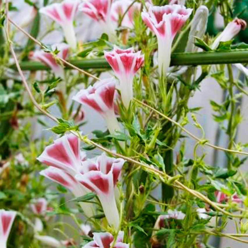 花苗 しだれ朝顔 恋しぐれ チョコ