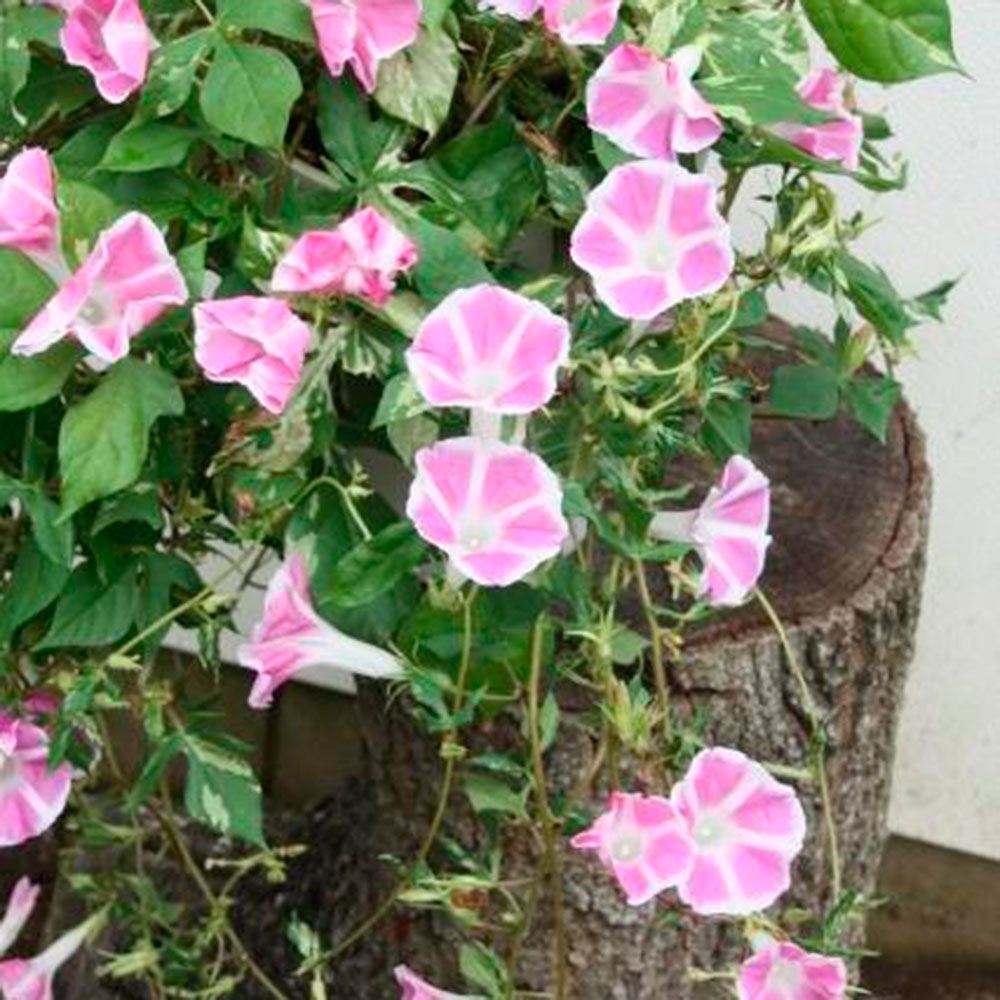 花苗 しだれ朝顔 恋しぐれ ピンク
