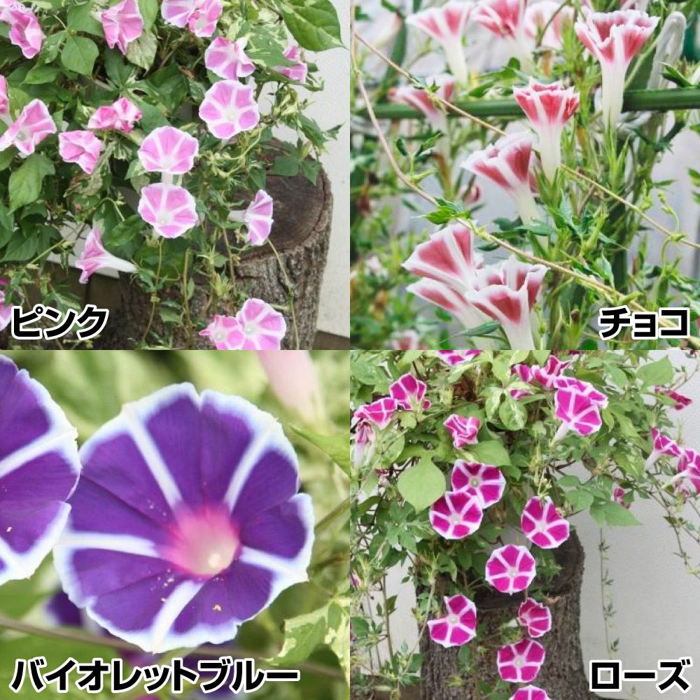 花苗 しだれ朝顔 恋しぐれセット ４種４株
