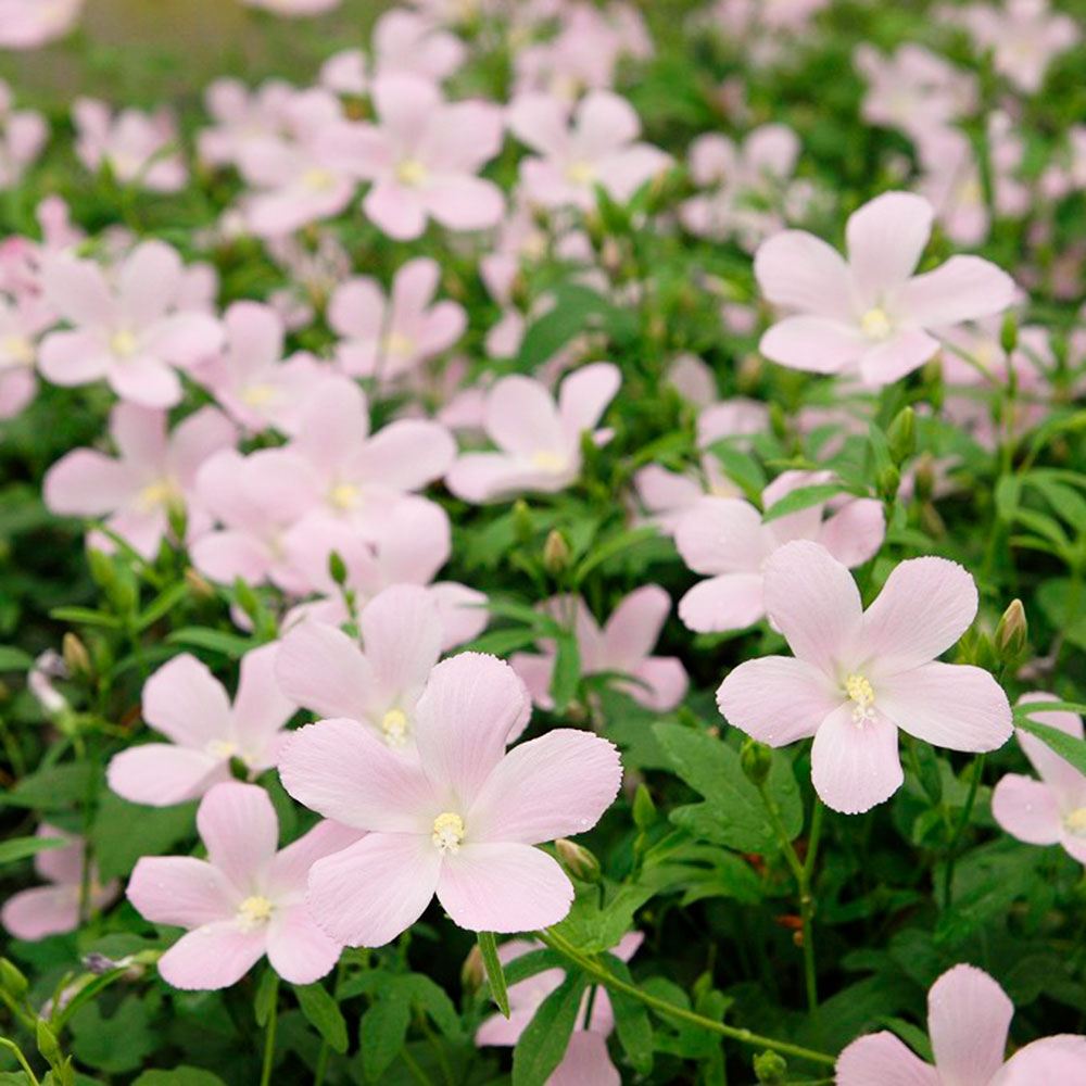 花苗 這い性ハイビスカス ロバツス