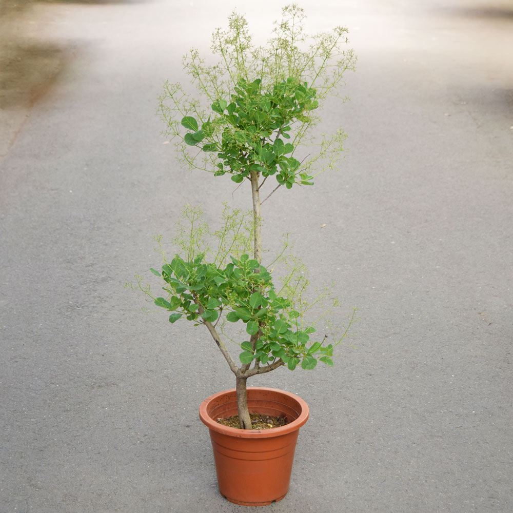 鉢植え花木 スモークツリー グリーンボール 7号鉢 1鉢 花つき 開花株 送料込み