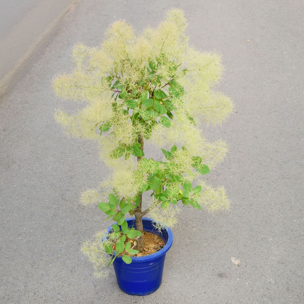鉢植え花木 スモークツリー ブランシュシュ 7号鉢 1鉢 花つき 開花株 送料込み