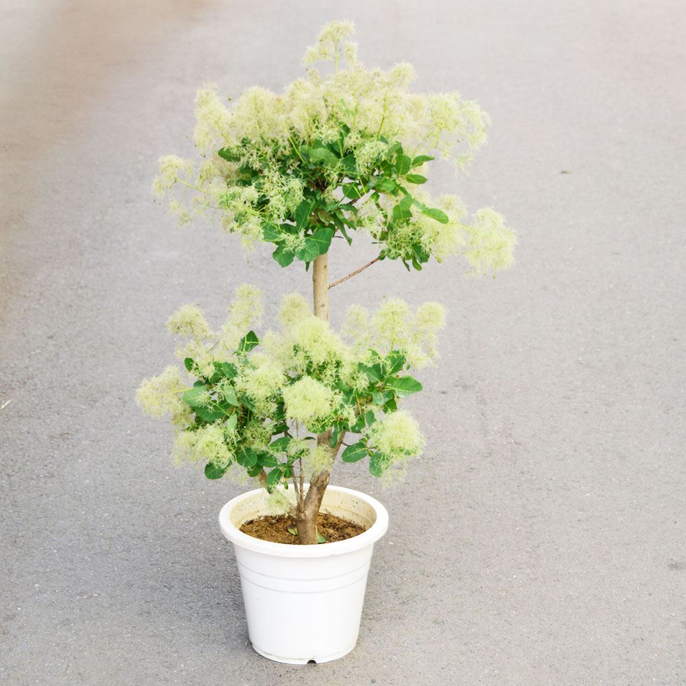 鉢植え花木 スモークツリー スノーパフ 7号鉢 1鉢 花つき 開花株 送料込み