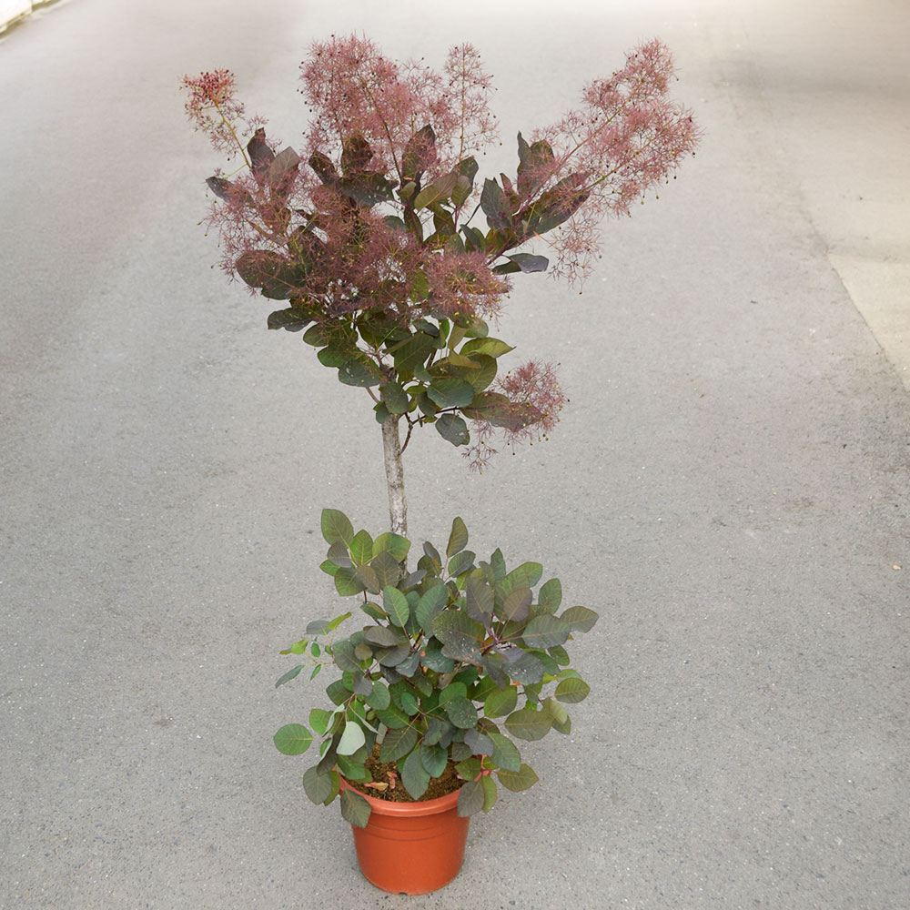 鉢植え花木 スモークツリー グレース 7号鉢 1鉢 花つき 開花株 送料込み