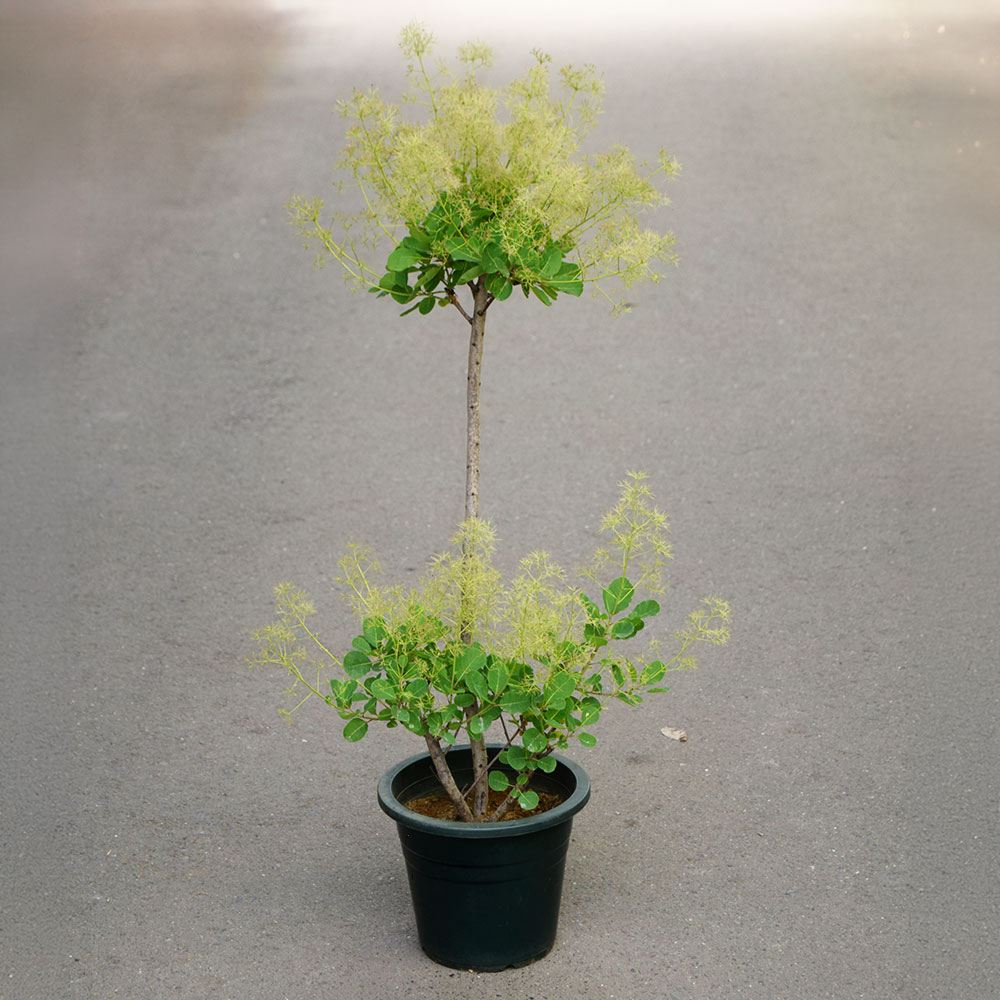 鉢植え花木 スモークツリー ベストピンク 7号鉢 1鉢 花つき 開花株 送料込み