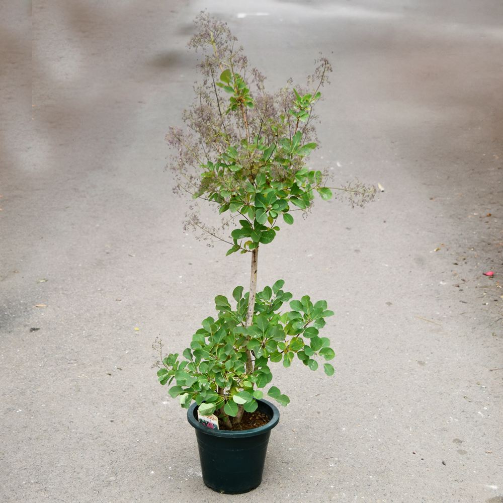 鉢植え花木 スモークツリー ルビーハート 7号鉢 1鉢 花つき 開花株 送料込み
