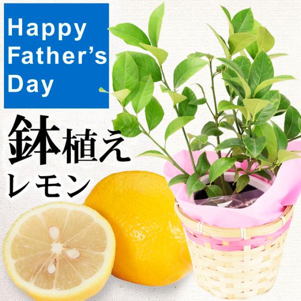 父の日 ギフト 2026 プレゼント 鉢植え 果樹 レモン 1鉢 贈り物 カゴ ラッピング付き 送料無料